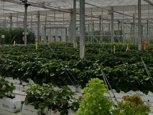 Hydroponic Cultivation